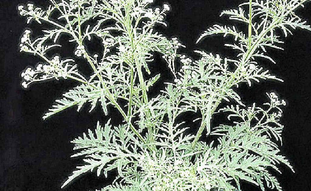 Help stop the spread of parthenium in the Gympie region. Help stop the spread of parthenium in the Gympie region.